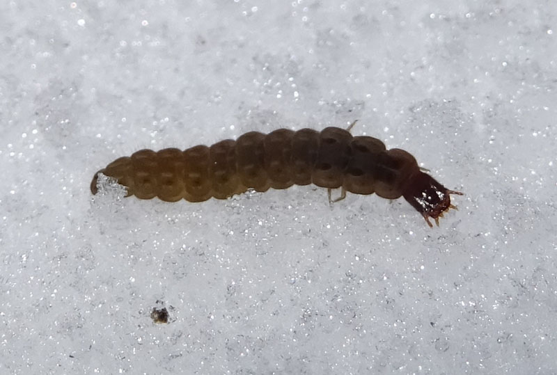 larve di........ Cantharidae